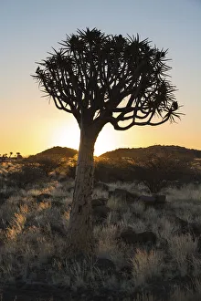 Quiver Tree or Kokerbaum -Aloe dichotoma-, near Keetmanshoop, Namibia Quiver Tree or Kokerbaum -Aloe dichotoma-, near Keetmanshoop, Namibia