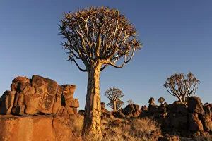 Quiver trees (Aloe dichotoma), blooming, in the Quiver Tree Forest in Garaspark in Quiver trees (Aloe dichotoma), blooming, in the Quiver Tree Forest in Garaspark in