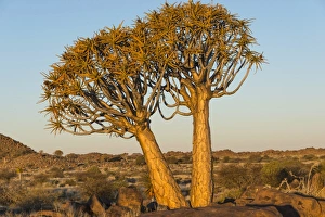 Quiver trees -Aloe dichotoma-, near Keetmanshoop, Namibia Quiver trees -Aloe dichotoma-, near Keetmanshoop, Namibia