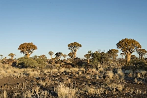 Quiver Trees or Kokerbaum -Aloe dichotoma-, near Keetmanshoop, Namibia Quiver Trees or Kokerbaum -Aloe dichotoma-, near Keetmanshoop, Namibia
