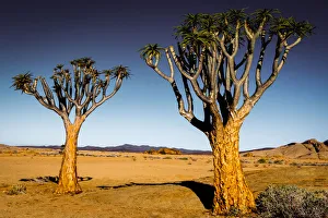 Quiver Trees and Rocky Landscape, Namibia Quiver Trees and Rocky Landscape, Namibia