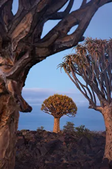 Travel imagery/travel photographer collections tonnaja travel photography/quivertree forest keetmanshoop namibia Travel imagery/travel photographer collections tonnaja travel photography/quivertree forest keetmanshoop namibia