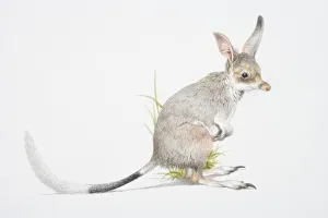 Rabbit-eared Bandicoot (macrotis lagotis), side view Rabbit-eared Bandicoot (macrotis lagotis), side view