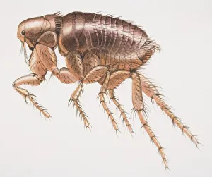 Rabbit Flea, Spilopsyllus cuniculi, side view Rabbit Flea, Spilopsyllus cuniculi, side view