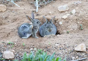 Rabbit scratching itself with the leg near his burrow ( Species Oryctolagus cuniculus.) Rabbit scratching itself with the leg near his burrow ( Species Oryctolagus cuniculus.)