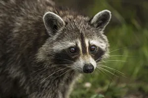 <b class=qtipBold><figcaption>Raccoon</figcaption></b><br>A closeup photograph of a raccoon<br><em>© copyright 2016</em> Raccoon