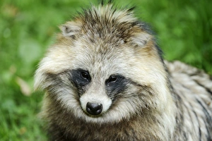 Raccoon dog, Tanuki or Magnut -Nyctereutes procyonoides-, portrait Raccoon dog, Tanuki or Magnut -Nyctereutes procyonoides-, portrait