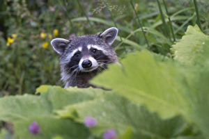Raccoon -Procyon lotor-, captive, Germany Raccoon -Procyon lotor-, captive, Germany