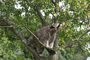 Raccoon (Procyon lotor) in a plum tree, Mecklenburg-Western Pomerania, Germany, Europe Raccoon (Procyon lotor) in a plum tree, Mecklenburg-Western Pomerania, Germany, Europe