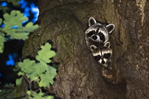 Two Raccoons (Procyon lotor), fawn with young animal, looking out of an oak tree cave Two Raccoons (Procyon lotor), fawn with young animal, looking out of an oak tree cave