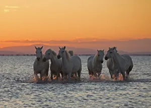 <b class=qtipBold><figcaption>Should we do a race to shore</figcaption></b><br>Stallions in the Camargue whispering to each other...go on race you there and see what they think!<br><em>© W-8BEN</em> Should we do a race to shore