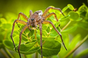 Raft Spider -Dolomedes fimbriatus- on Marsh Spurge -Euphorbia palustris Raft Spider -Dolomedes fimbriatus- on Marsh Spurge -Euphorbia palustris