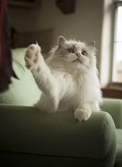 <b class=qtipBold><figcaption>Ragdoll Cat</figcaption></b><br>A white female ragdoll cat lounges inside.<br><em>© 2016 Chase Dekker Wild-Life Images</em> Ragdoll Cat