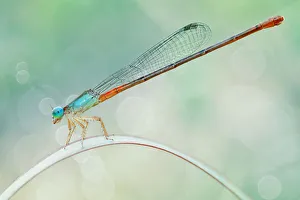 <b class=qtipBold><figcaption>Rainbow Damselfly</figcaption></b><br>Insects On Earth, 186889554<br><em>© Donald Jusa</em> Rainbow Damselfly
