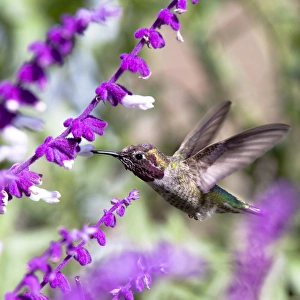 <b class=qtipBold><figcaption>Rainbow Hummingbird</figcaption></b><br>A Calliope Hummingbird in flight with all his feathery details showing. about to visit these purple flowers at San Joaquin Wildlife Preserve.<br><em>© 2009-2010 Susan Gary</em> Rainbow Hummingbird
