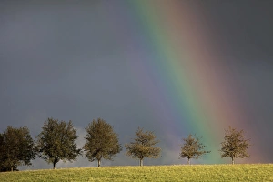 Rainbow behind a row of trees, Sankt Margen, Baden-Wurttemberg, Germany Rainbow behind a row of trees, Sankt Margen, Baden-Wurttemberg, Germany