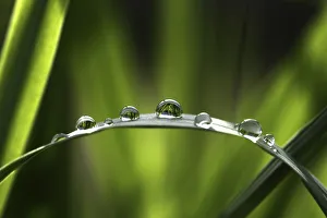 Raindrops on a bulrush, Biberach an der Riss, Upper Swabia, Baden-Wurttemberg, Germany Raindrops on a bulrush, Biberach an der Riss, Upper Swabia, Baden-Wurttemberg, Germany