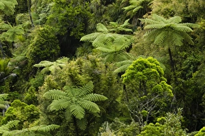 Rainforest vegetation, tree ferns, New Zealand Rainforest vegetation, tree ferns, New Zealand