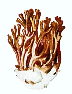 Ramaria botrytis, commonly known as the clustered coral, the pink-tipped coral mushroom Ramaria botrytis, commonly known as the clustered coral, the pink-tipped coral mushroom