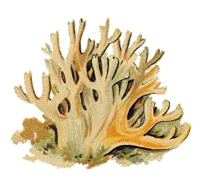 Ramaria formosa, commonly known as the beautiful clavaria, handsome clavaria Ramaria formosa, commonly known as the beautiful clavaria, handsome clavaria