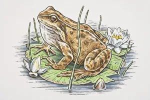 Rana temporaria, European Common Frog perched on water lilly leaf, side view Rana temporaria, European Common Frog perched on water lilly leaf, side view