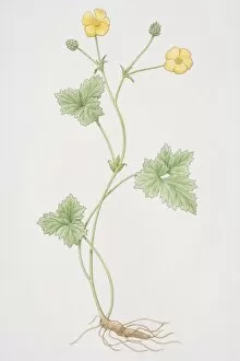 Images Dated 19th July 2006: Ranunculus, Buttercup or Crowfoot stalk