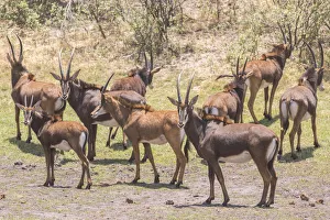 Rappenantelope -Hippotragus niger-, Bwabwata National Park, Caprivi Strip, Namibia, Africa Rappenantelope -Hippotragus niger-, Bwabwata National Park, Caprivi Strip, Namibia, Africa