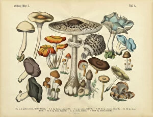 Vegetable Collection: Rare, Beautifully Illustrated Antique Engraved Victorian Botanical