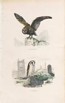 The Magical World of Illustration Gallery: Very Rare engraving with owls, Buffon, 1838