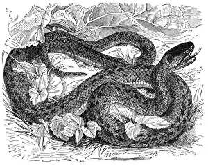 Rat snake (coronella laevis)