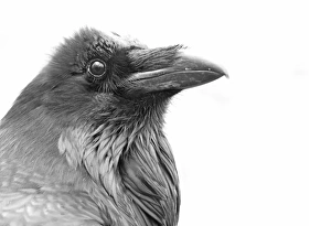 <b class=qtipBold><figcaption>Raven in black and white</figcaption></b><br><em>© Jim Cumming</em> Raven in black and white