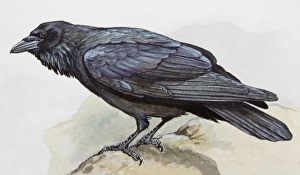 Raven (Corvus corax), perching on a rock, side view Raven (Corvus corax), perching on a rock, side view