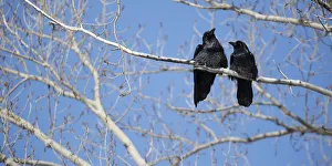 <b class=qtipBold><figcaption>Raven Pair</figcaption></b><br>A pair of ravens scan their surroundings in Jackson Hole, Wyoming<br><em>© 2016 Chase Dekker Wild-Life Images</em> Raven Pair