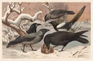 Ravens, lithograph, published in 1882