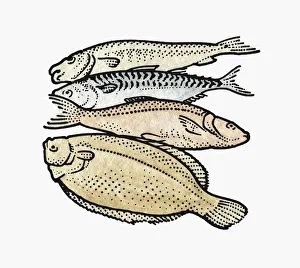 Four raw fish including flounder and trout Four raw fish including flounder and trout