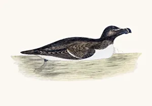 <b class=qtipBold><figcaption>Razor bill bird</figcaption></b><br>A photograph of an original hand-colored engraving from The History of British Birds by Morris published in 1853-1891.<br><em>© mashuk</em> Razor bill bird