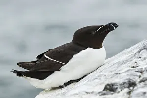 Razorbill -Alca torda-, Farne Islands, Northumberland, England, United Kingdom Razorbill -Alca torda-, Farne Islands, Northumberland, England, United Kingdom