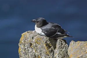 Razorbill (Alca torda) sits on rocks, bird rocks Latrabjard, Westfjords, Iceland Razorbill (Alca torda) sits on rocks, bird rocks Latrabjard, Westfjords, Iceland