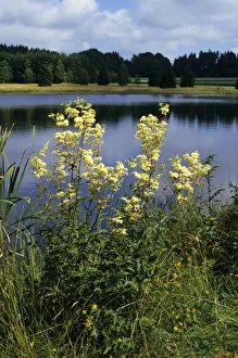 Real meadowsweet (Filipendula ulmaria), Weiherwiesen, Swabian Alb, Baden-Wuerttemberg Real meadowsweet (Filipendula ulmaria), Weiherwiesen, Swabian Alb, Baden-Wuerttemberg