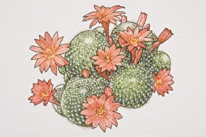 Rebutia calliantha, flowering Crown Cactus, view from above Rebutia calliantha, flowering Crown Cactus, view from above