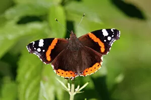 Insect Gallery: Red Admiral (Vanessa atalanta) on a plant, sunbathing