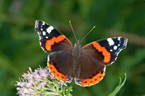 Red Admiral -Vanessa atalanta- in search of nectar on Common Boneset Red Admiral -Vanessa atalanta- in search of nectar on Common Boneset