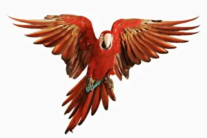 Red-and-green Macaw (Ara chloroptera) against white background Red-and-green Macaw (Ara chloroptera) against white background