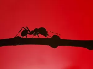 Images Dated 25th April 2014: Red ant silhouette