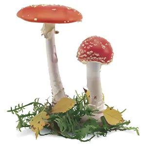 Protista Gallery: Red Aspen Bolete, Leccinum aurantiacum, two red capped mushrooms, front view