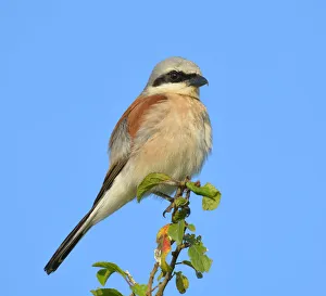 Red-backed Shrike -Lanius collurio-, male perched on twig, Biosphere Reserve Swabian Alb Red-backed Shrike -Lanius collurio-, male perched on twig, Biosphere Reserve Swabian Alb