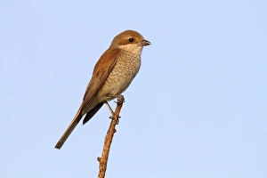 Red-backed Shrike -Lanius collurio-, female perched on twig, Hansag, Andau, Lake Neusiedl Red-backed Shrike -Lanius collurio-, female perched on twig, Hansag, Andau, Lake Neusiedl