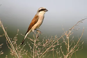 Red-backed Shrike -Lanius collurio-, male perched on twig, Hansag, Andau, Lake Neusiedl Red-backed Shrike -Lanius collurio-, male perched on twig, Hansag, Andau, Lake Neusiedl
