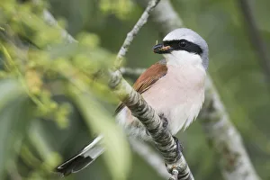 Red-backed shrike (Lanius collurio), sitting with food in his beak on a branch, Emsland Red-backed shrike (Lanius collurio), sitting with food in his beak on a branch, Emsland