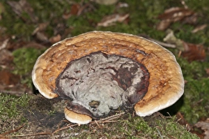Red Banded Polypore -Fomitopsis pinicola-, Untergroningen, Abtsgmuend, Baden-Wurttemberg Red Banded Polypore -Fomitopsis pinicola-, Untergroningen, Abtsgmuend, Baden-Wurttemberg